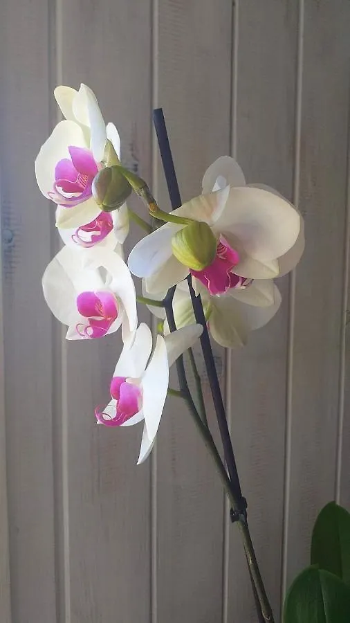 Las Orquideas Torremolinos Apartment